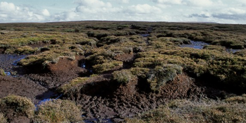 Irish peat bog